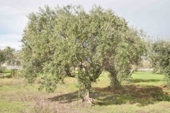 Ulivo pugliese