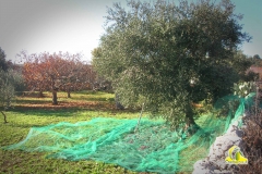 Ulivo pugliese, con rete per raccolta olive