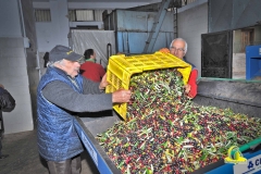 Scarico Olive