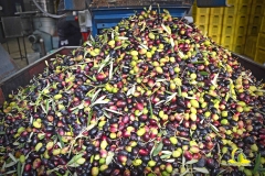 Stoccaggio Olive